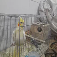 جفت عروس هلندی بالغ و جوان