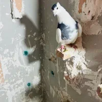 چهار عدد کبوتر گرفته شده