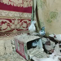 کفتر|پرنده|داران, |دیوار