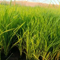 بذر شالی|گل و گیاه طبیعی|آزادشهر, |دیوار