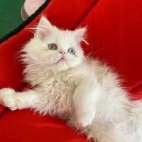 گربه|گربه|بجنورد, |دیوار