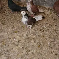 کفتر یه جایی