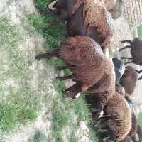 گوسفند کشتاری