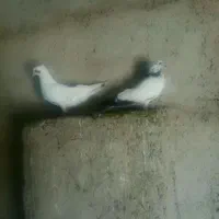 کبوتر