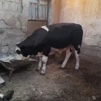گوساله نر