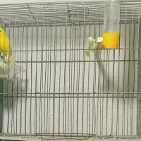 قناری نرو ماده