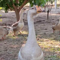 جوجه قوغاز یک ماهه