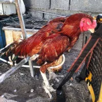خروس لاری