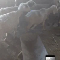 ۶ تا میش کار