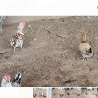 خروس|حیوانات مزرعه|سرپل ذهاب, |دیوار