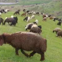 دام.          زنده.        جهت.    قربانی.