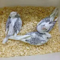 جفت عروس هلندی دوکت