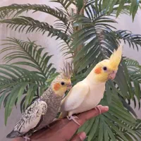 عروس هلندی