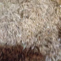 کاه قره دانه