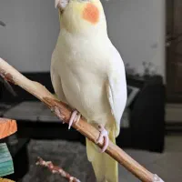 عروس هلندی گمشده