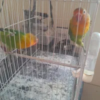 جفت کوتوله و عروس و کوتوله تک