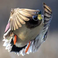 اردک پروازی اصل انواع نژاد