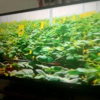 ال سی دی 43اینچ سامسونگ گیرنده سرخود