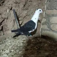 جوجه کلاغ فروشی