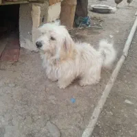 سگ پشمالو