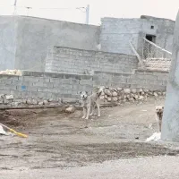 نژاد|سگ|بیجار, |دیوار