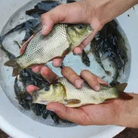 نژادکپور طلایی اصلاهنژاد شده