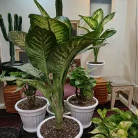 گلهای اپارتمانی زیبا وشاداب