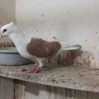 پشت زرد ماده
