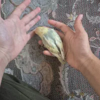پرنده  برزیلی ۲ تا نر و یکی ماده