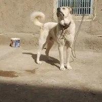 شیردل الابای