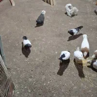 کبوتر|پرنده|چهاردانگه (تهران), |دیوار