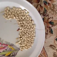 لوبیا سفید بذری