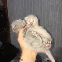 اسکاتیش فولد صورت خرسی