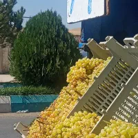 انگور مخصوص کشمش