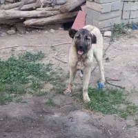 واگذاری طوله ماده ۷ماهه ازنسل معتبر