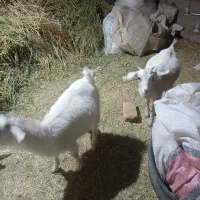 کره ماده و نر راور