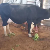 سرگمی فراغت