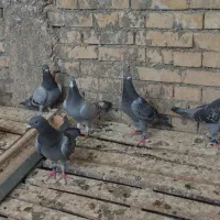 کبوتر مسافتی 8جوجه