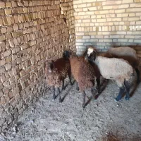 بره|حیوانات مزرعه|شال, |دیوار