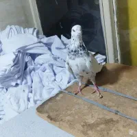کبوتر پرشی ماده.پرشی.ازبلندی گرفتم