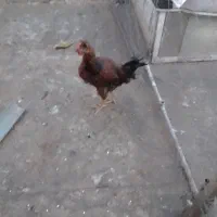 خروس