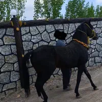 اسب|اسب و تجهیزات اسب‌سواری|سراب, |دیوار