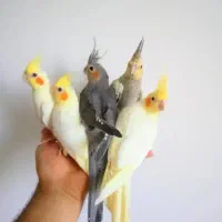 عروس هلندی گرینچیک کوتوله مرغ عشق