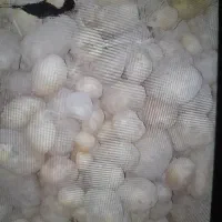 سیب زمینی بذری