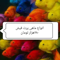 ماهی پرت فیش همه مدل 380هزار تومان