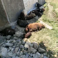 کوسفند