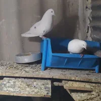 کبوتر نرو ماده