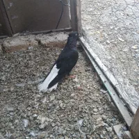 کبوتر زیل دم سفید ماده ۱۶ پر دم