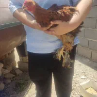 خروس برهما لاری