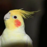 عروس هلندی سخنگو